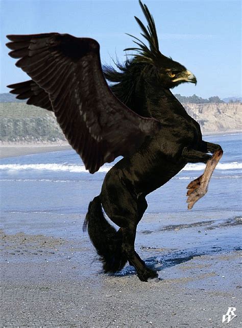 Pitch Black Hippogriff Never Seen One Of These Before Magical