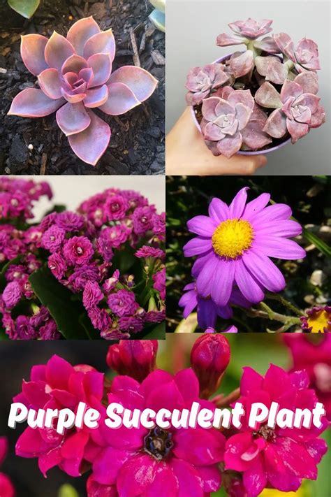 Purple Succulent Plant Phillyjazz