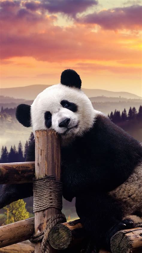 Free Download Cute Panda Wallpaper 1920x1080 Desktopw