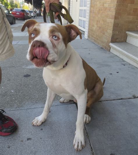 The pitbull boxer mix has a huge variety of coat colors. Dog of the Day: Buster the American Pit Bull Terrier/Boxer ...