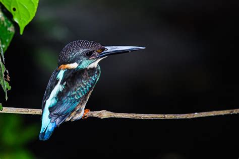 Malaysian Blue Banded Kingfisher Alcedo Peninsulae