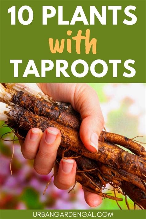 10 Vegetable Plants With Taproots Urban Garden Gal