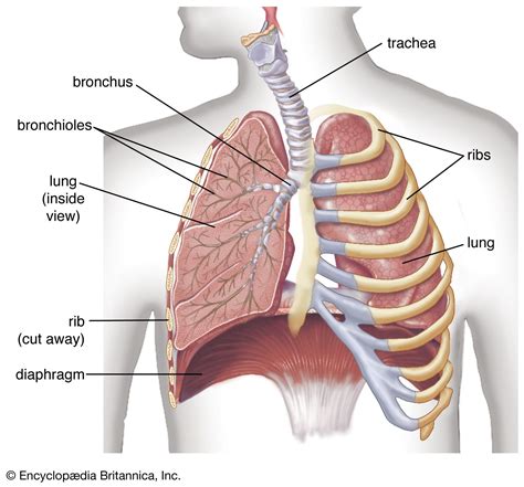 Human Respiratory System Description Parts Function Facts