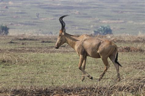 Lelwel Hartebeest Walking On The Scorched Savanna During The Dry Stock