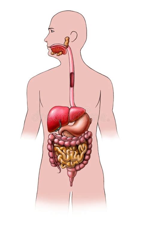 Digestion Dibujo