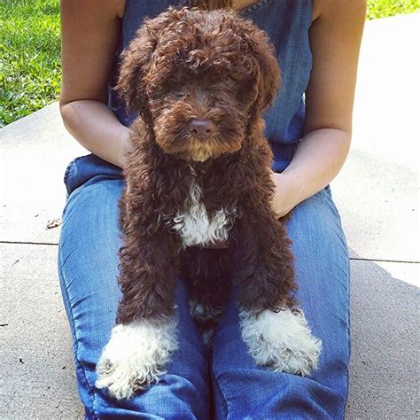 Truffle dog country/date of origin: Lagotto Romagnolo puppy, 10 weeks, first day home | Cute ...