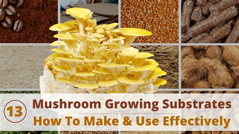 how to start growing mushrooms at home