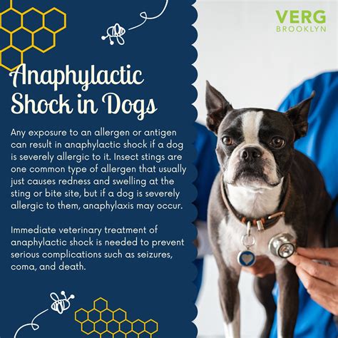 What Does Anaphylactic Shock Look Like In Dogs