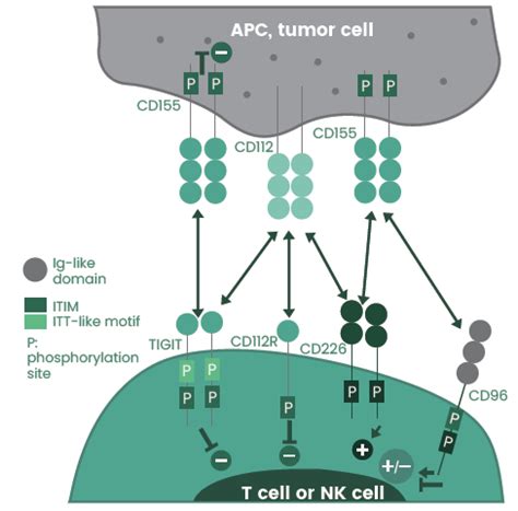 Examining Emerging Targets Within Cancer Immunotherapy