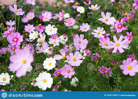 Texture Of Mexican Aster Flowers In A Flowerbed On A Background Of