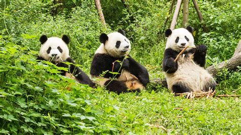 Panda Gigante Deixa Lista De Espécies Ameaçadas De Extinção Na China