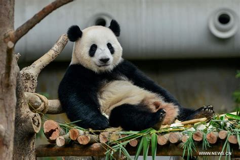 Malaysia Born Panda Cub To Head Back To China 2 Cn