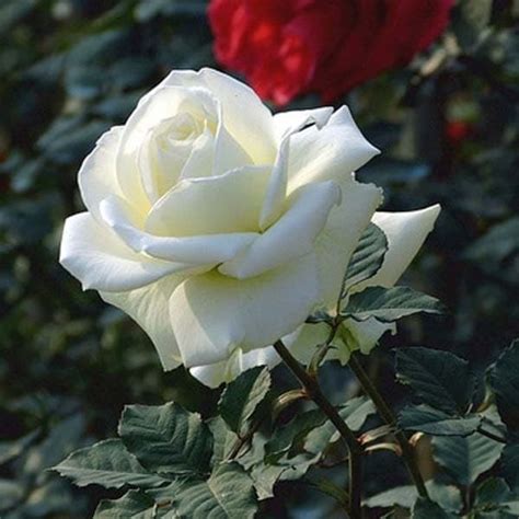 58 Baru Gambar Bunga Rose Putih Gambar Bunga