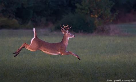 Interesting Facts About White Tailed Deer Just Fun Facts