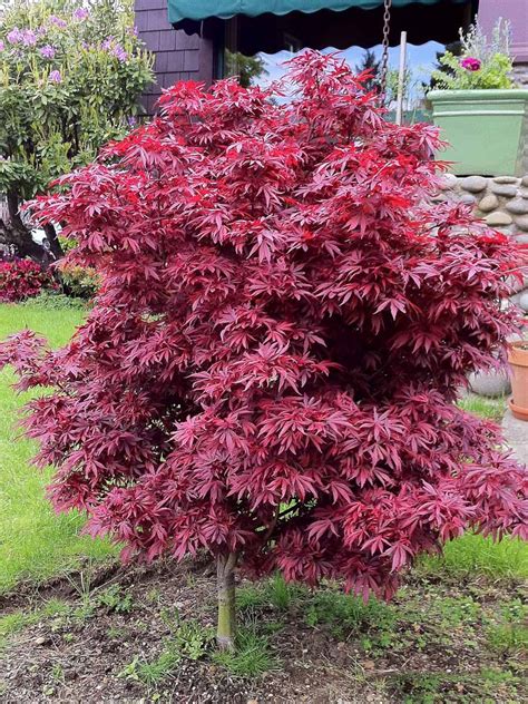 Dwarf Slow Growing Japanese Maple With Dense Red Foliage Excellent In