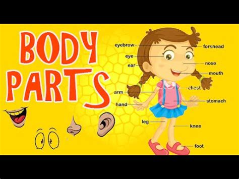 Find the human body parts (external organs) names in the tamil language. Our Body | Learn Human Body with kids | Human Body Parts ...