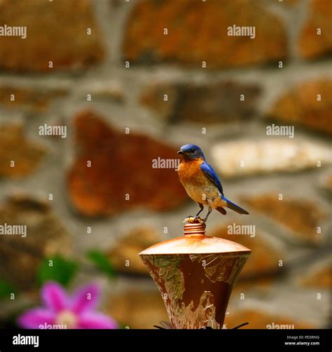 American Blue Bird Nesting Season Stock Photo Alamy