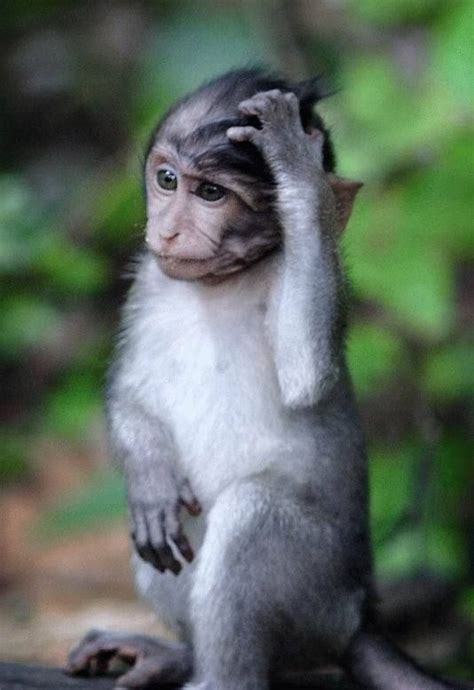Confused Monkey Funny Animal Faces Funny Animal Pictures Funny Animal