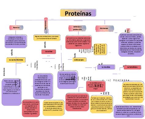 Mapa Conceptual De Proteínas Pdf Proteínas Actina