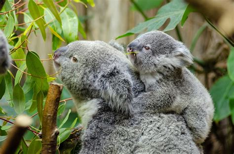 Luxury Australian Itinerary Uniquely Australian Wildlife