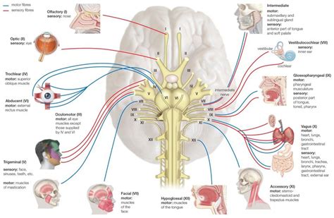 This is an article covering the anatomy and functions of the different regions of the brain called brodmann areas. Names, Functions, and Locations of Cranial Nerves
