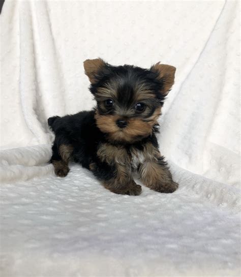 Micro Teacup Yorkie Yorkshire Terrier Puppy Iheartteacups