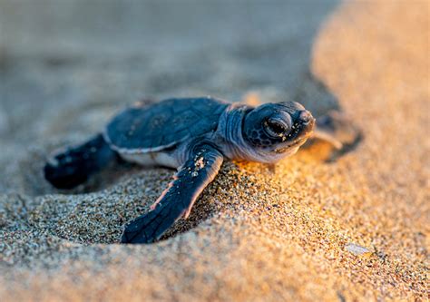 Baby Sea Turtles Are Swallowing Plastic Trash