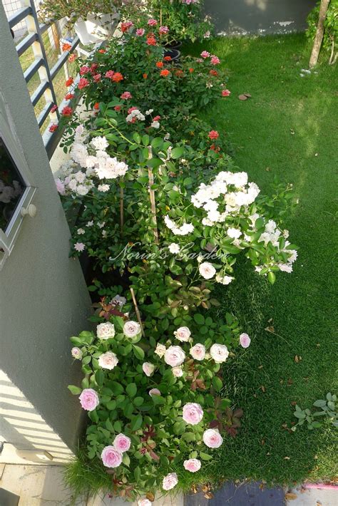 Lihat ide lainnya tentang tanah liat, bunga tanah liat, kerajinan tanah liat. All About Norin's Garden: Cara menanam ros di dalam pasu