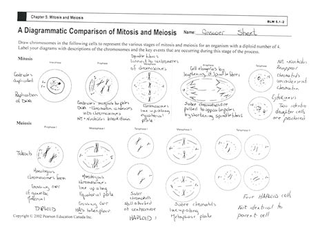 Cell cycle mitosis classwork 1. Cells Alive Cell Cycle Worksheet Answer Key | db-excel.com