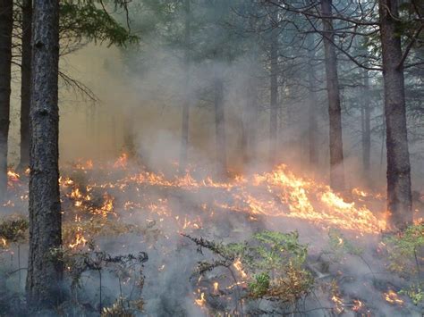 Fire Adapted Ecosystems Climate Change Response Framework