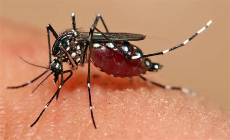 Nyamuk Serangga Kecil Yang Istimewa Dijelaskan Nyata Dalam Sains Dan Al Quran Okezone Techno