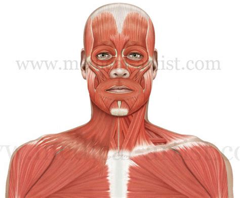 Neck Muscle Diagram The Muscles That Affect The Knees Movement Run