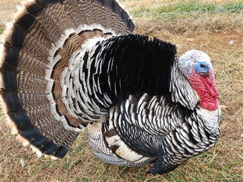 Narragansett Turkey Facts Pictures Origin Uses And Characteristics