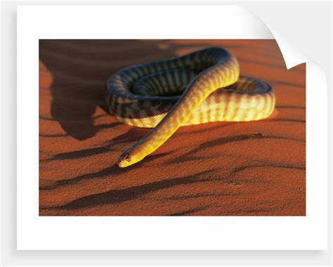 Woma Python In Australian Desert Posters And Prints By Corbis