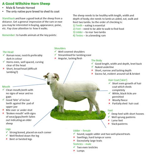 Breed Standard And Illustration Wiltshire Horn Sheep Society Ltd Whss