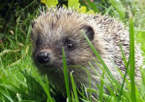 Hedgehog Plight Highlighted By Beardshaw Hortweek