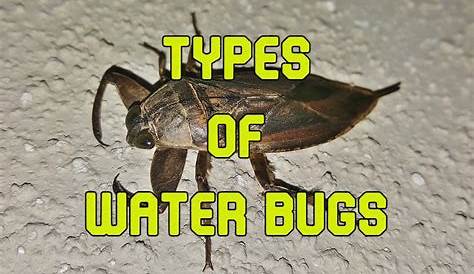24 Types of Water Bugs (Pictures and Identification)