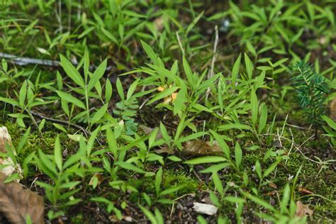 Michigan Dnr Invasive Japanese Stiltgrass Found In State Michigan Radio