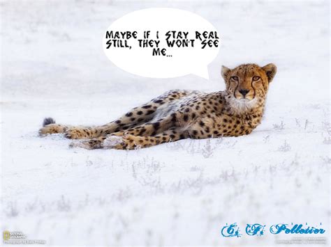 Snow is a type of precipitation in the form of crystalline water ice, consisting of a. Catherine's Encyclopaedia: Funny captions > Snow cheetah