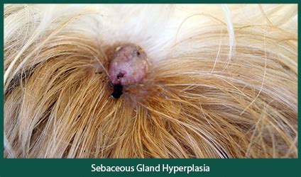 Sebaceous adenomas are rarely cancerous. Sebaceous Gland Adenoma Dog Removal