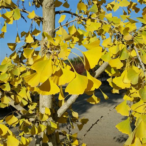 Ginkgo Biloba Autumn Gold Maidenhair Tree Mid Valley Trees