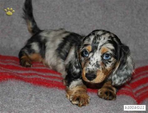 This breed comes in a wide variety of colors that include solid red or cream with a black nose. Dapple Dachshund Puppies For Sale In Pa | PETSIDI