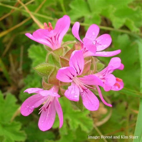 How To Propagate Rose Scented Geraniums Lovely Greens Scented