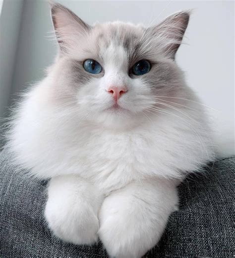 The Allure And Grace Of Ragdoll Cats Icestech
