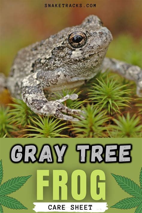 Gray Tree Frog Care Sheet