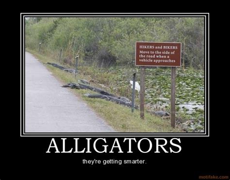 Alligators Funny Road Signs Funny Signs Funny Pictures