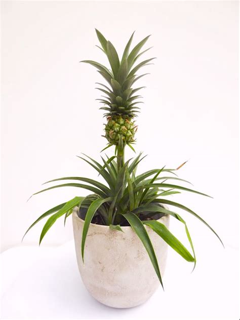 Grow Your Own Delicious Fresh Pineapples On Your Windowsill Aloe