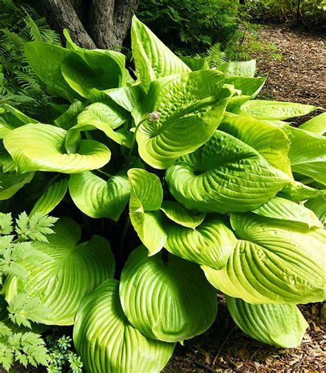 Hosta Sum And Substance Degroot