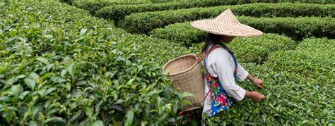 Why We Visit Tea Farms In China Quality Starts At The Source