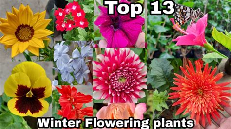 Top 13 Winter Flowering Plants Winter Season Flowering Plants The